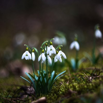 Snowdrop flowers on mossy ground