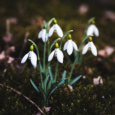 Snowdrops blooming on mossy forest floor