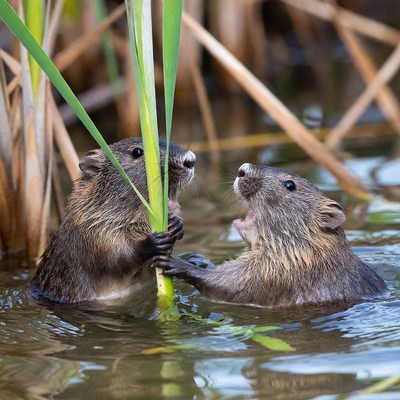 Two nutria playing with reed in water