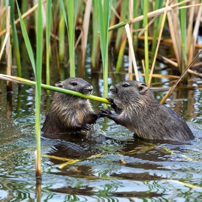 Two nutria playing with reed in water