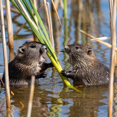 Two baby muskrats playing with reed
