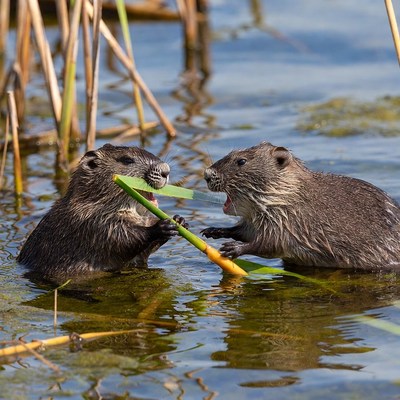 Two Beavers Playing with Reed in Water