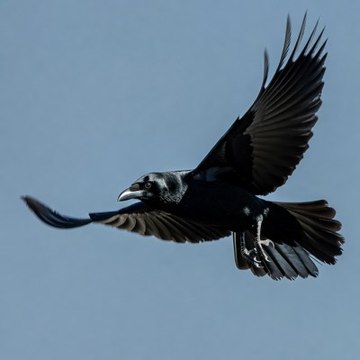 Black crow flying in blue sky