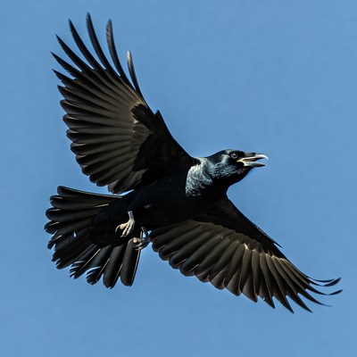 Flying black crow with open beak