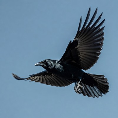 Raven flying in blue sky