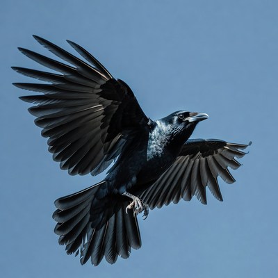 Black Crow Flying with Wings Spread