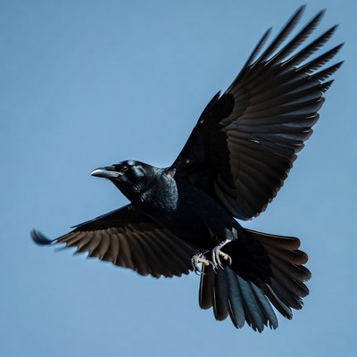 Raven flying with wings spread