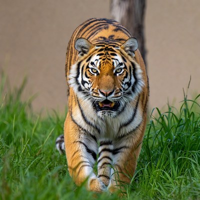 Tiger stalking through green grass