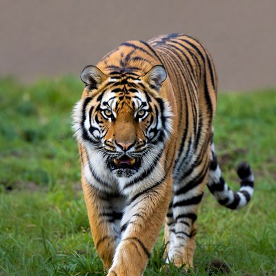 Tiger walking on green grass