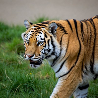 Tiger walking in green grass