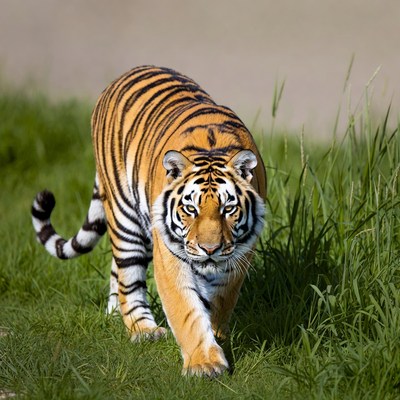 Tiger walking in green grass