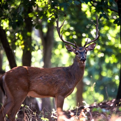 Buck deer in forest