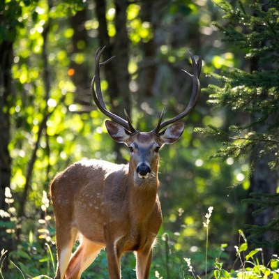 Buck with large antlers in forest
