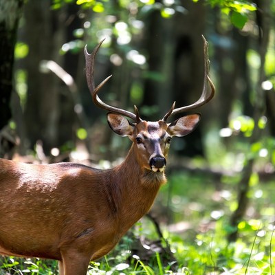 Buck deer in forest