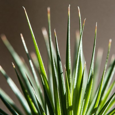 Close-up of green spiky grass blades