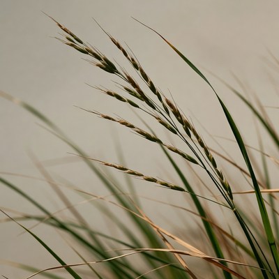Closeup of green grass stalk