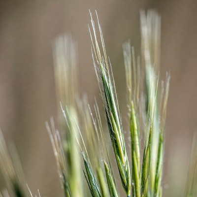 Closeup of Wheat Stalks in Field