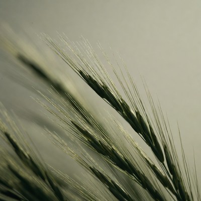 Closeup of wheat stalks