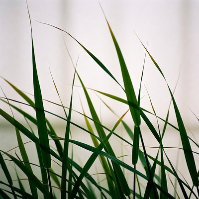 Tall green grass blades