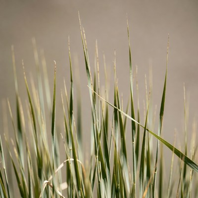 Tall grass blades in field