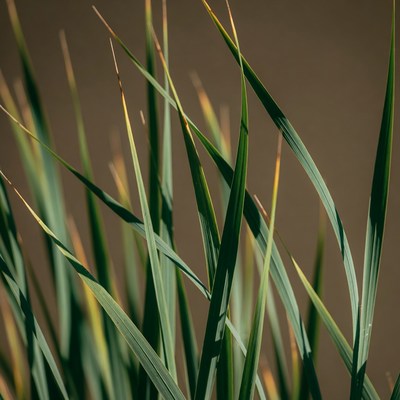 Tall grass blades in sunlight