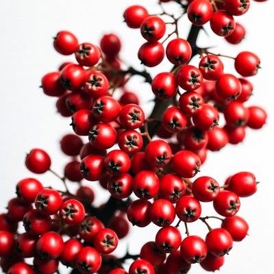 Red Berries on Branch