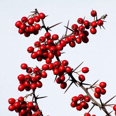 Red Hawthorn Berries with Thorns