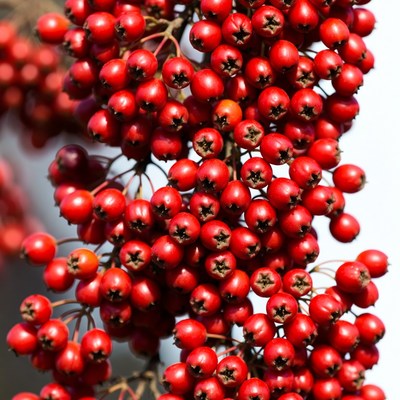 Red Mountain Ash Berries Cluster