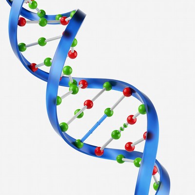 3D DNA Double Helix Model