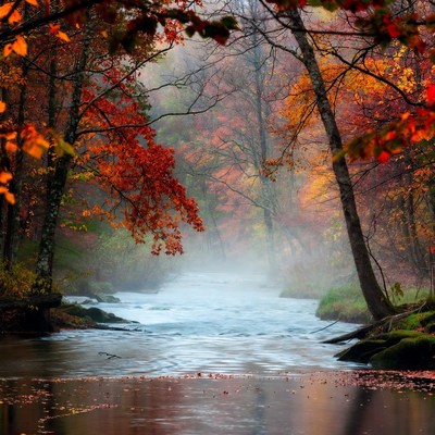 Autumn Forest River with Fog