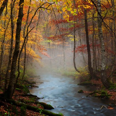 Autumn Forest with Misty Stream