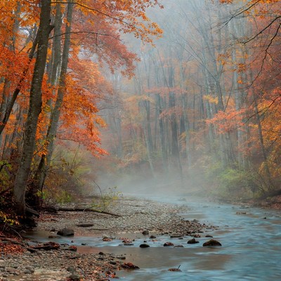 Autumn Forest with Misty River
