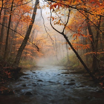 Autumn Forest with Misty Stream
