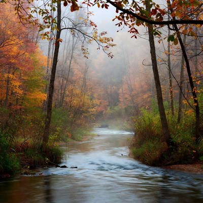 Autumn Forest Stream in Fog