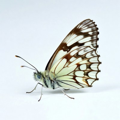 White butterfly with black spots