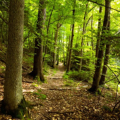 Forest Path Through Lush Green Trees