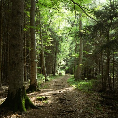 Forest Path Through Tall Trees