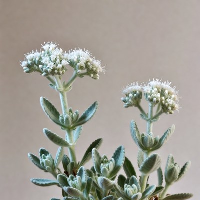 Silver dusty miller plant