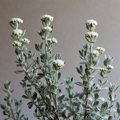 Silver Bush Close-up with White Flowers
