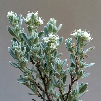 Silver Bush with White Flowers