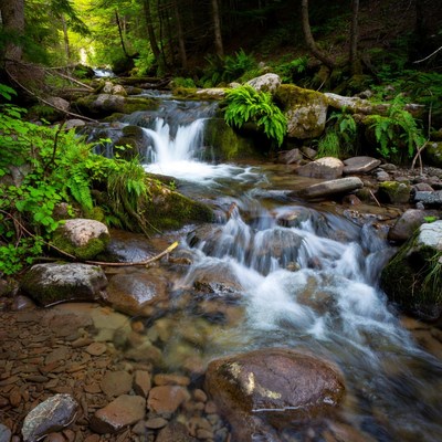 Forest Stream with Cascading Waterfall