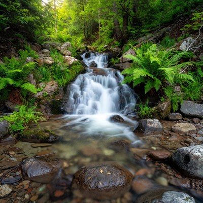 Waterfall in lush green forest