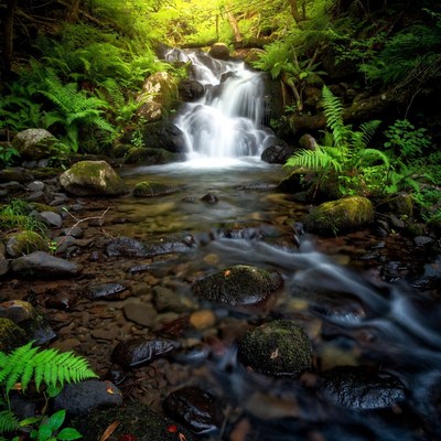 Waterfall cascading through lush green forest