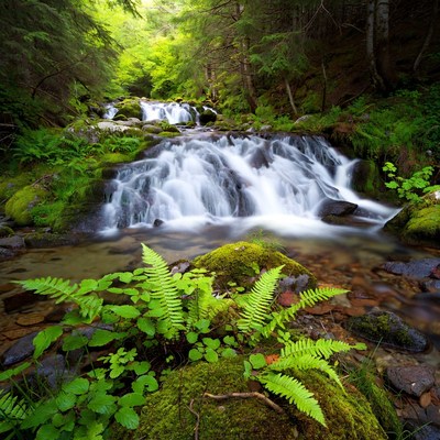 Waterfall in Lush Forest