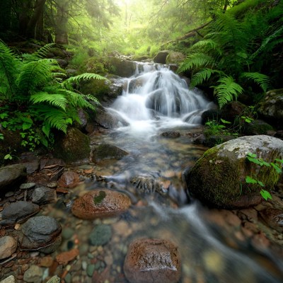 Waterfall in Lush Green Forest