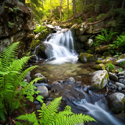 Waterfall in Lush Forest