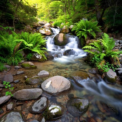 Forest Waterfall Flowing Over Mossy Rocks