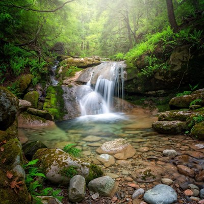 Small Waterfall in Lush Forest
