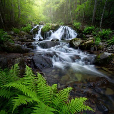 Forest Waterfall with Ferns and Rocks