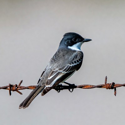 Black phoebe perched on barbed wire